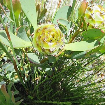 Leucadendron arcuatum unspecified picture