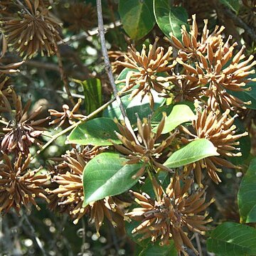 Uncaria guianensis unspecified picture