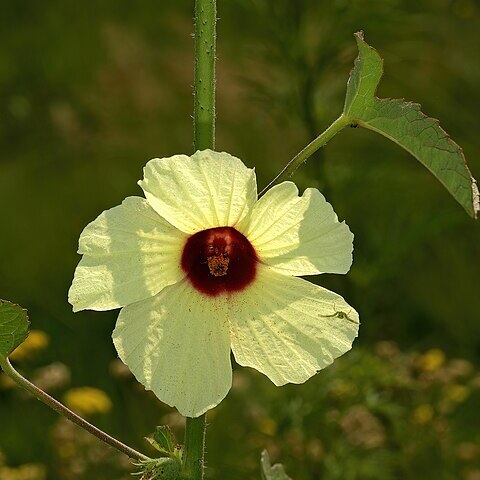 Hibiscus nigricaulis unspecified picture