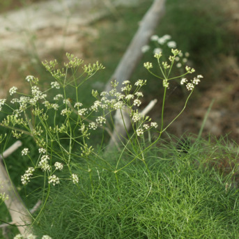 Rivasmartinezia cazorlana unspecified picture