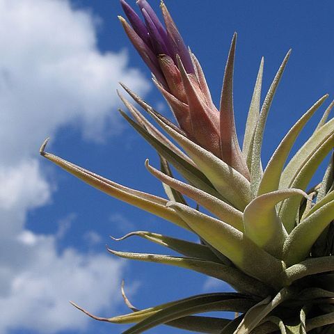 Tillandsia hondurensis unspecified picture