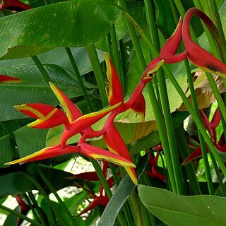 Heliconia rauliniana unspecified picture