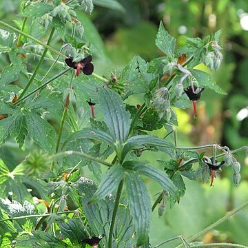 Geranium sinense unspecified picture