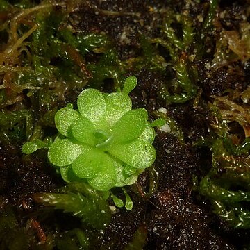 Pinguicula jaumavensis unspecified picture