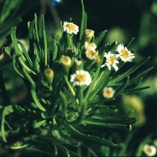 Scalesia affinis unspecified picture