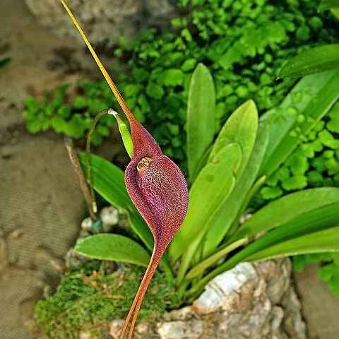 Masdevallia ayabacana unspecified picture