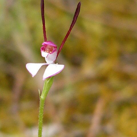 Leptoceras menziesii unspecified picture