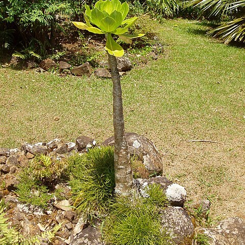 Brighamia insignis unspecified picture