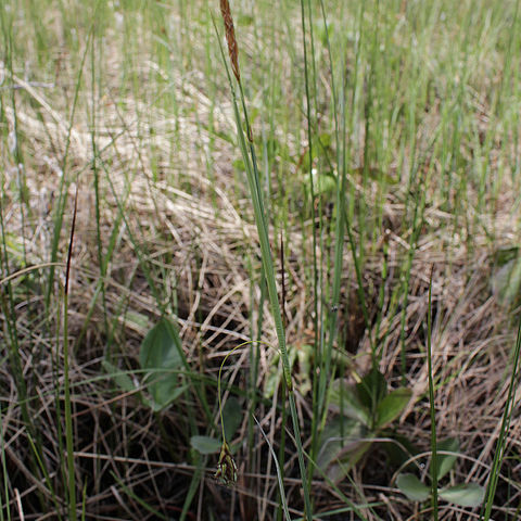 Carex laxa unspecified picture