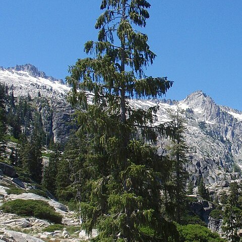 Picea breweriana unspecified picture