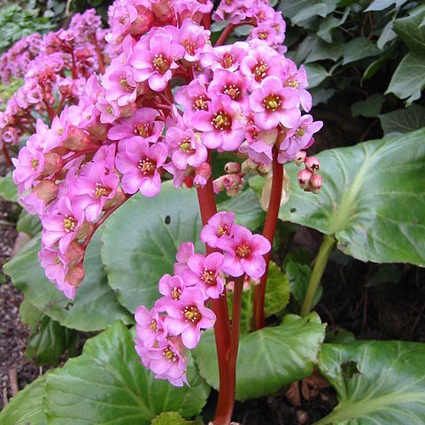 Bergenia purpurascens unspecified picture