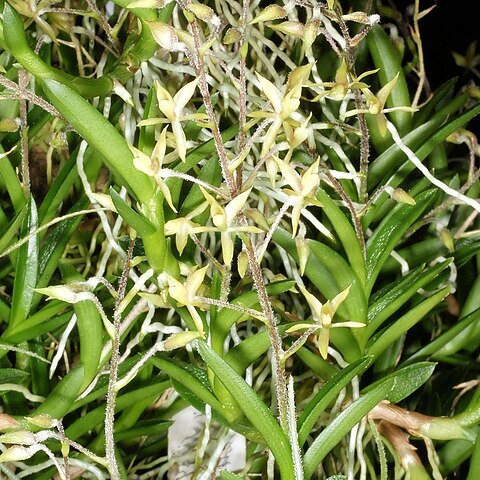 Epidendrum avicule unspecified picture