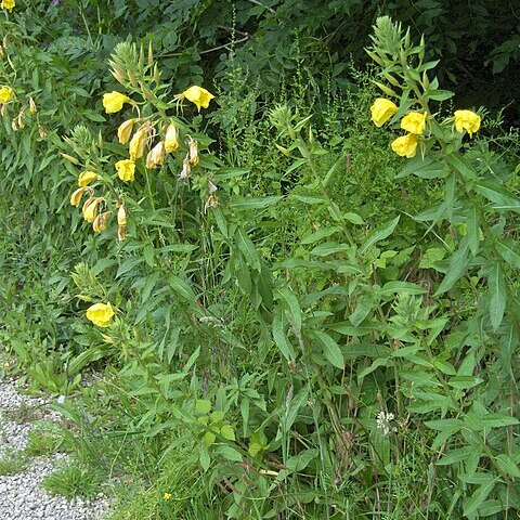 Oenothera x fallax unspecified picture