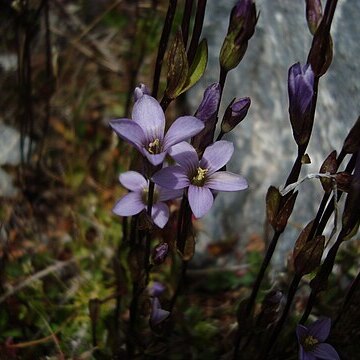 Gentianella magellanica unspecified picture