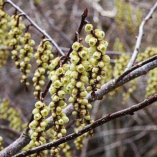 Stachyurus praecox unspecified picture