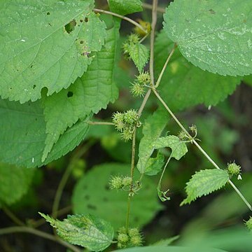 Triumfetta annua unspecified picture