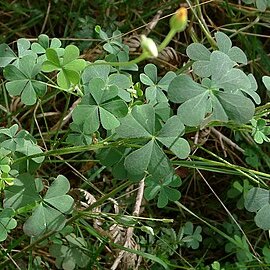 Oxalis perennans unspecified picture