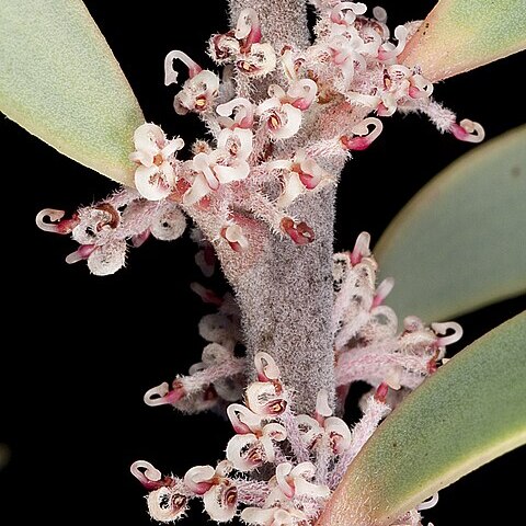 Hakea incrassata unspecified picture