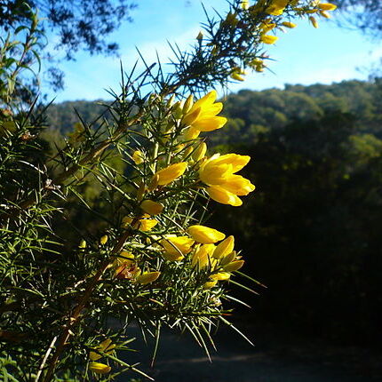 Ulex unspecified picture