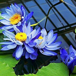 Nymphaea gigantea unspecified picture