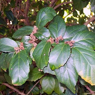 Mallotus claoxyloides unspecified picture