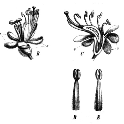 Peltogyne paniculata unspecified picture