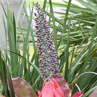 Aechmea paniculigera unspecified picture