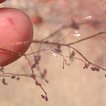 Oxytheca dendroidea unspecified picture