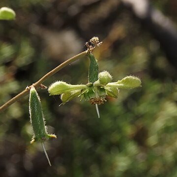 Blumenbachia dissecta unspecified picture