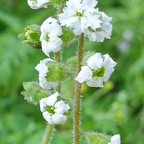 Lithophragma maximum unspecified picture