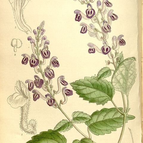 Scutellaria violacea unspecified picture