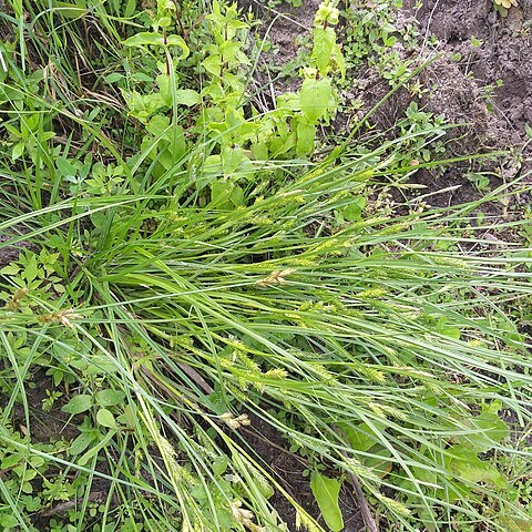 Carex secalina unspecified picture