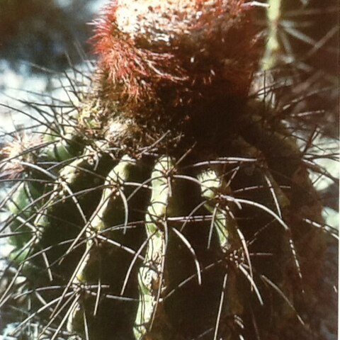 Melocactus estevesii unspecified picture