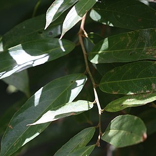 Hydnocarpus venenata unspecified picture