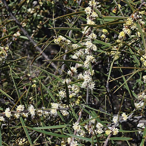 Hakea repullulans unspecified picture