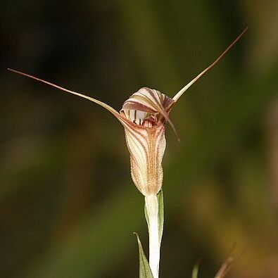 Pterostylis unspecified picture