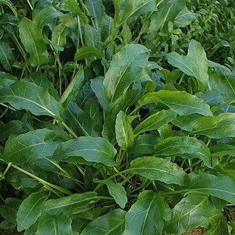 Physostegia leptophylla unspecified picture