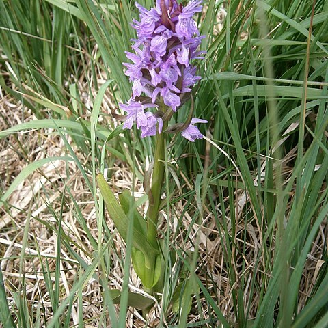 Dactylorhiza majalis subsp. sphagnicola unspecified picture