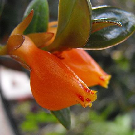 Nematanthus wettsteinii unspecified picture