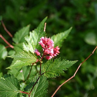 Neillia sinensis unspecified picture