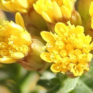 Oedera genistifolia unspecified picture