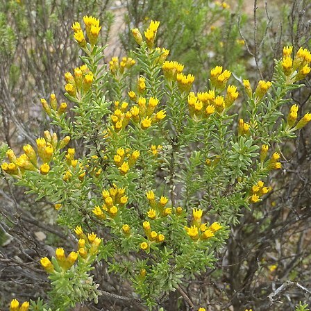 Oedera genistifolia unspecified picture