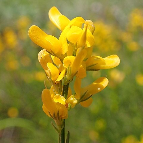 Genista carinalis unspecified picture