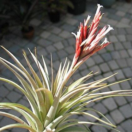 Tillandsia vernicosa unspecified picture