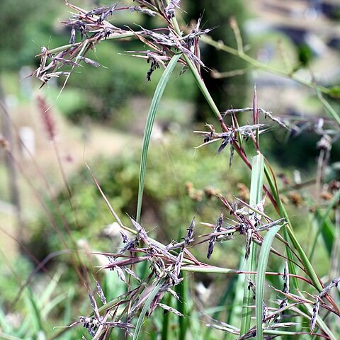 Cymbopogon goeringii unspecified picture