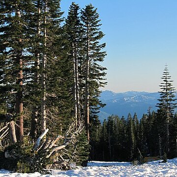 Abies magnifica var. shastensis unspecified picture