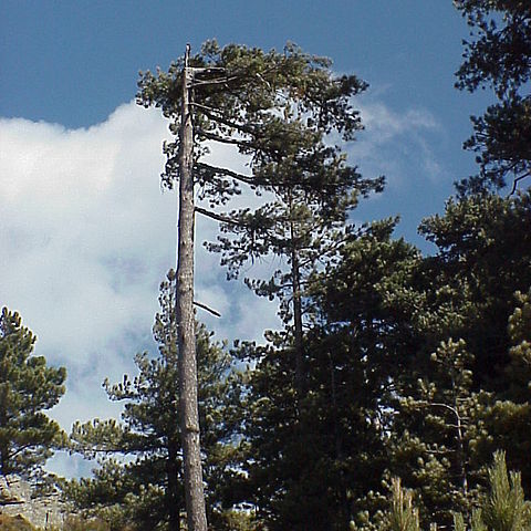 Pinus nigra subsp. laricio unspecified picture