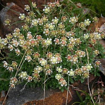 Micranthes merkii subsp. idsuroei unspecified picture