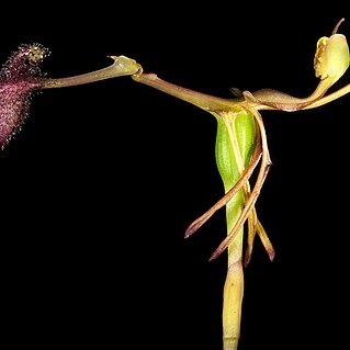 Drakaea gracilis unspecified picture