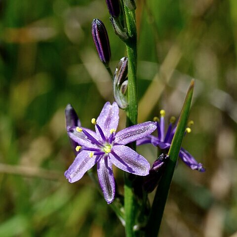 Caesia calliantha unspecified picture